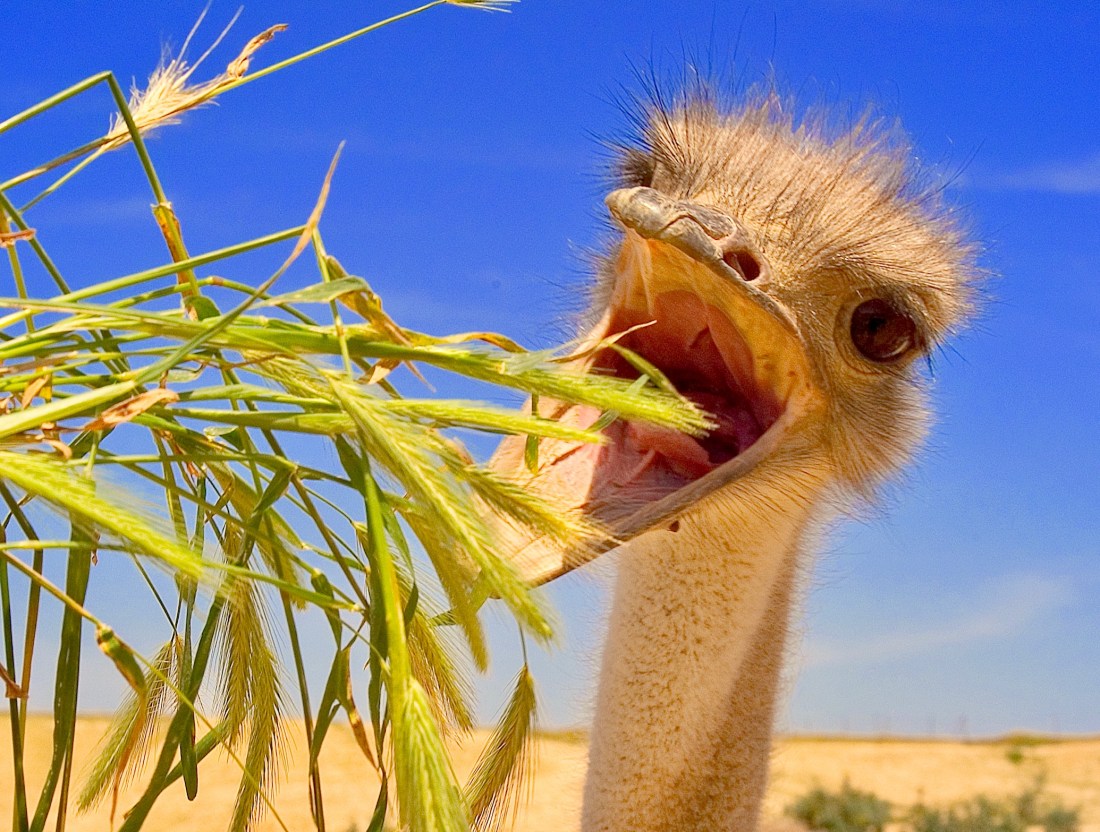 Ostrich